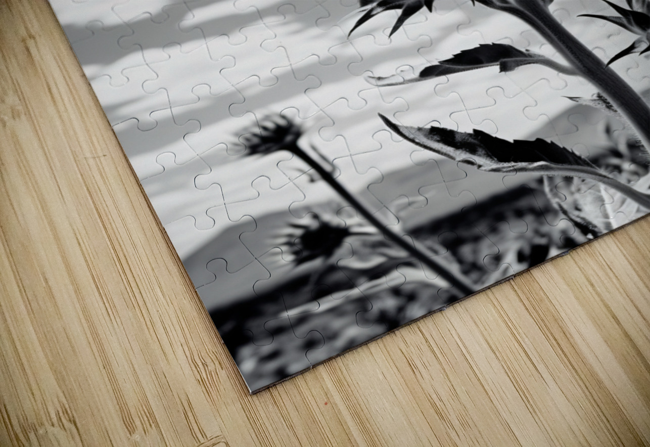 Vitamin D - Black & White Sunflower Art Print Savage Art Prints Puzzle