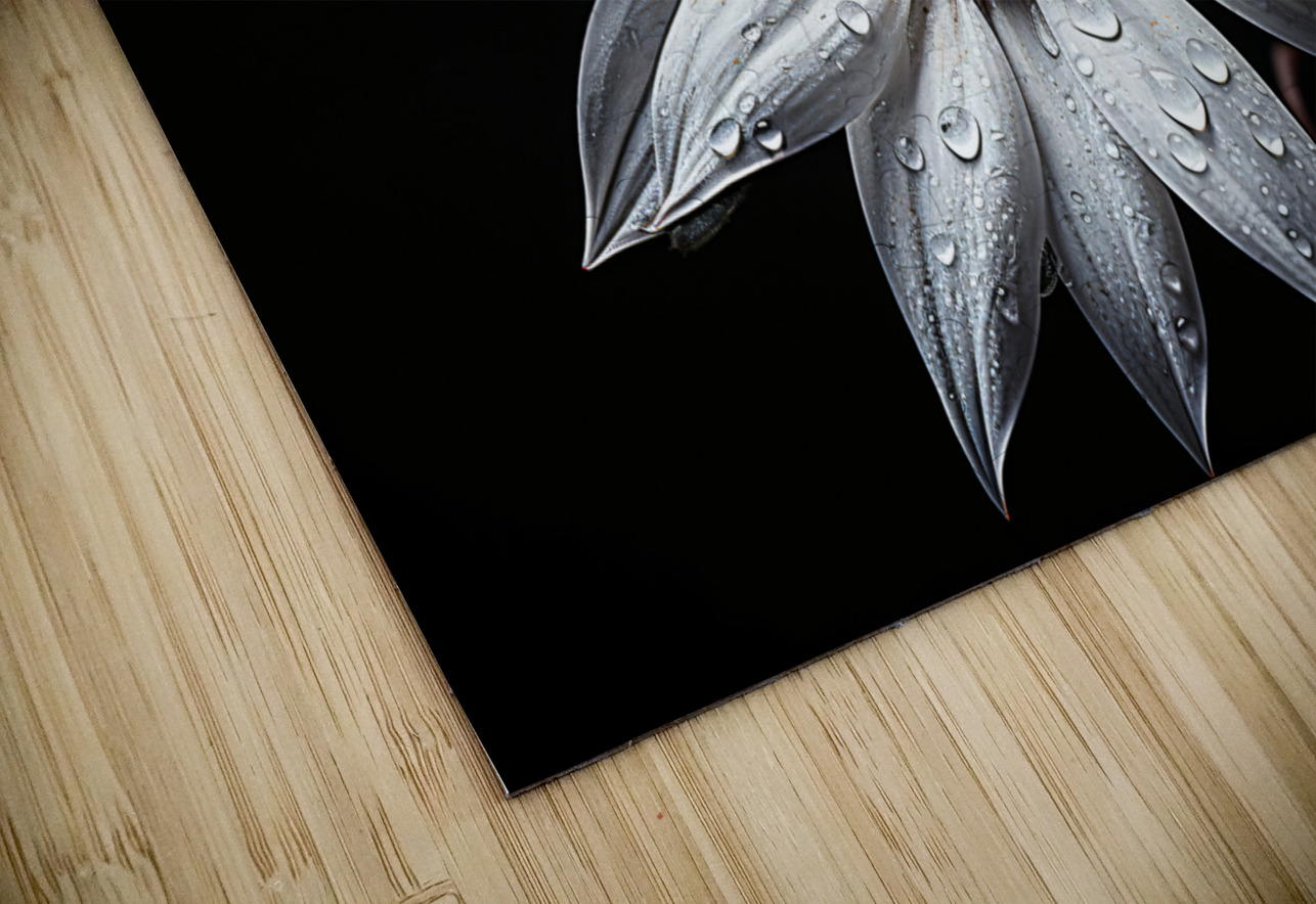 Majestic Macro – Monochrome Sunflower Close-Up Art Print Savage Art Prints Puzzle