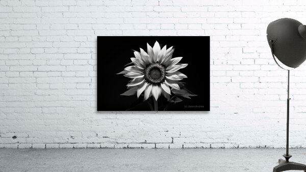 Stillness in Bloom – Monochrome Flower Reflection Print Wall Preview