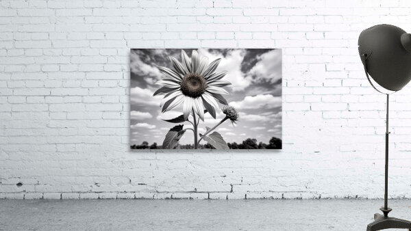 Skyward – Monochrome Sunflower Landscape Print Wall Preview