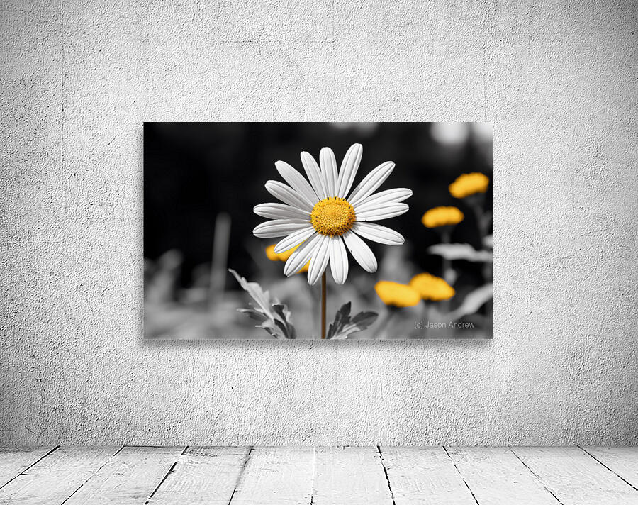 Light & Form – Black and White Daisy Print Wall Preview