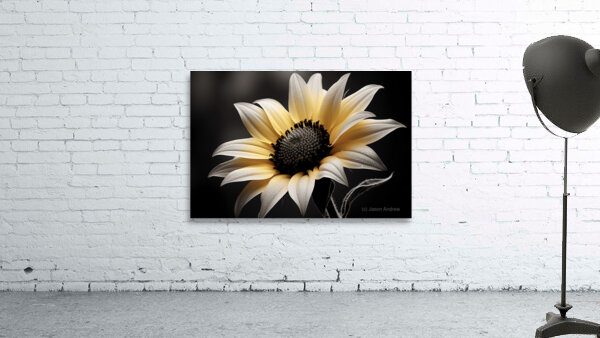 Silver Petals – Monochrome Sunflower Portrait Print Wall Preview