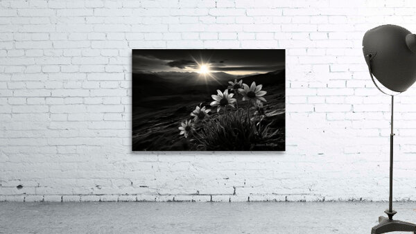 Twilight Bloom – Sunflowers at Dusk Print Wall Preview