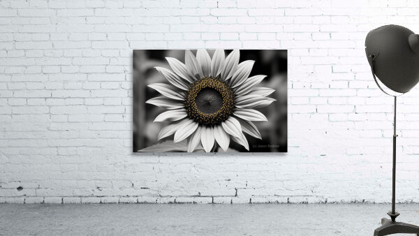 Flawless – Black & White Sunflower Art Print Wall Preview
