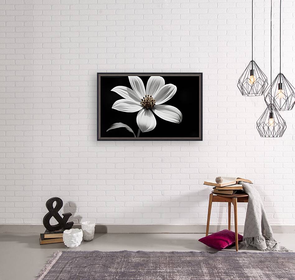 Eclipse Petal – Black and White Macro Flower Print Reproduction