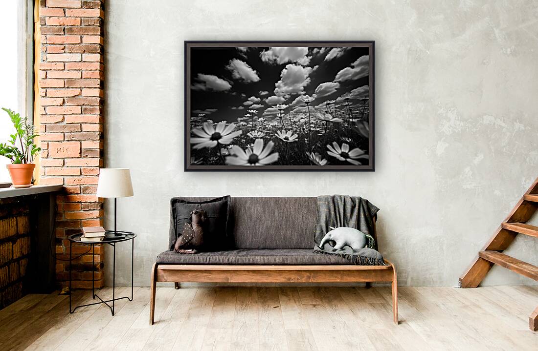 Whispers of the Sky – Monochrome Daisy Field Print Reproduction