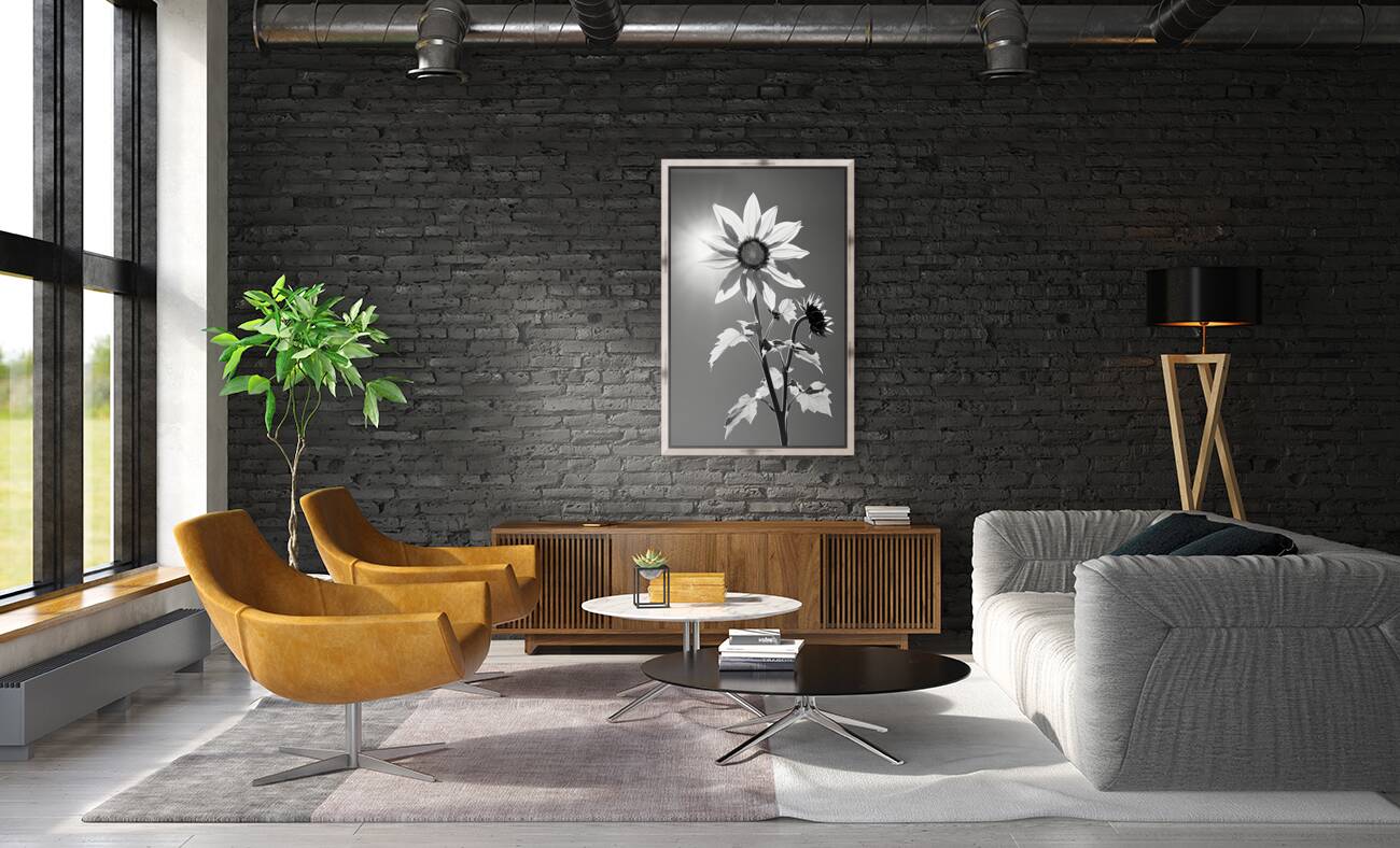 SPF - Sunlit Sunflower Monochrome Art Print Reproduction