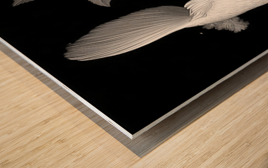 Purachina Ogon No Ketto プラチナ黄金の血統 - Platinum Ogon Bloodline - Japanese Koi Art Prints Wood print