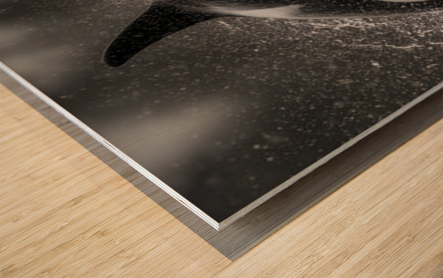 Ambush - Orca Wildlife Art Prints Wood print