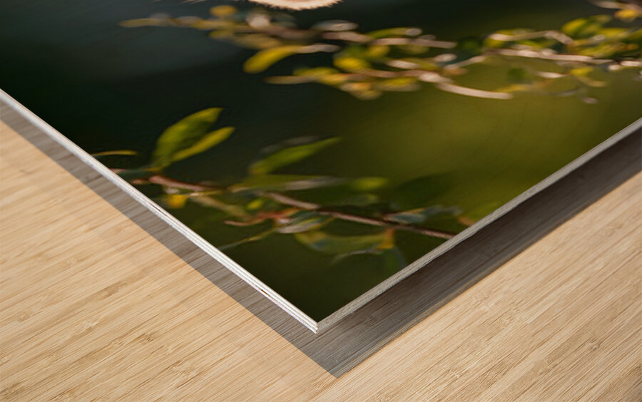 Forest Acrobat – Red Panda Print Wood print