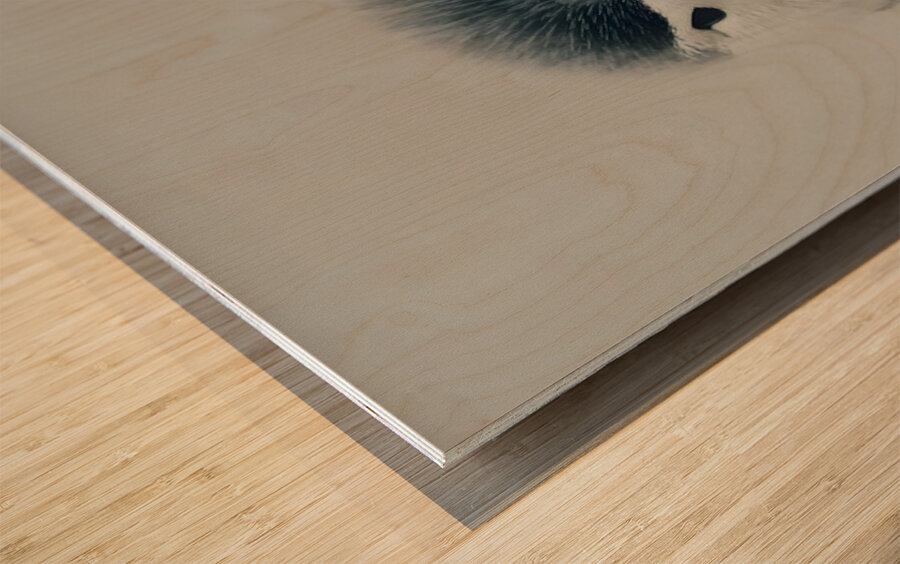 Curious Penguin – Black and White Penguin Portrait Wood print