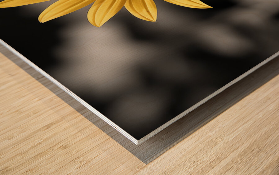 Golden Solitude – Single Yellow Daisy Print Wood print