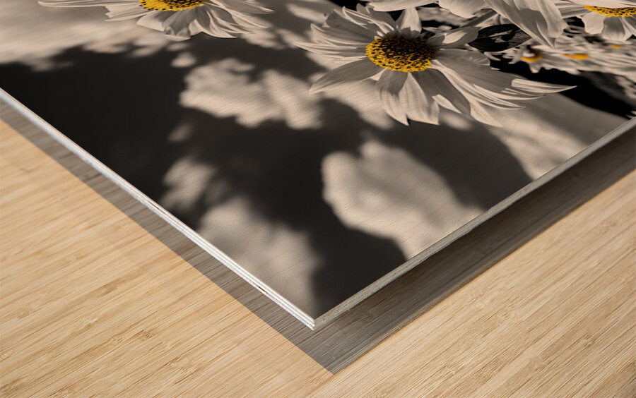 Whispers of Light – Monochrome Daisy Field Print Wood print