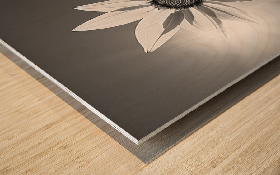 SPF - Sunlit Sunflower Monochrome Art Print Wood print